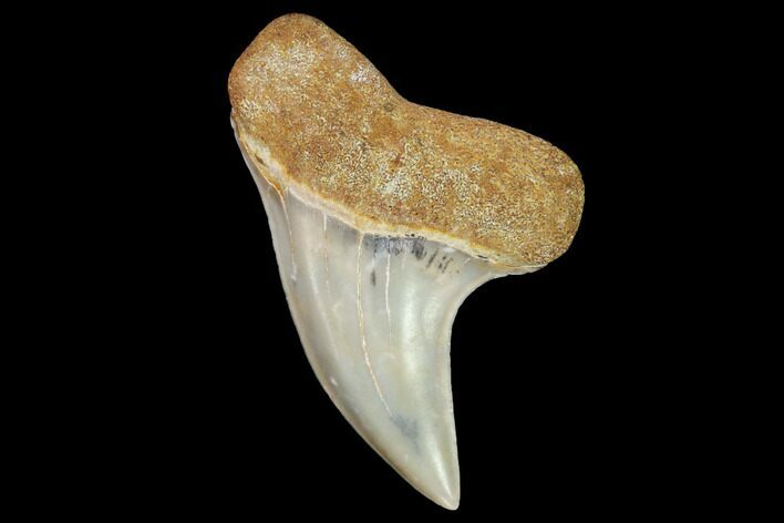 Mako Shark Tooth Fossil - Sharktooth Hill, CA #94699